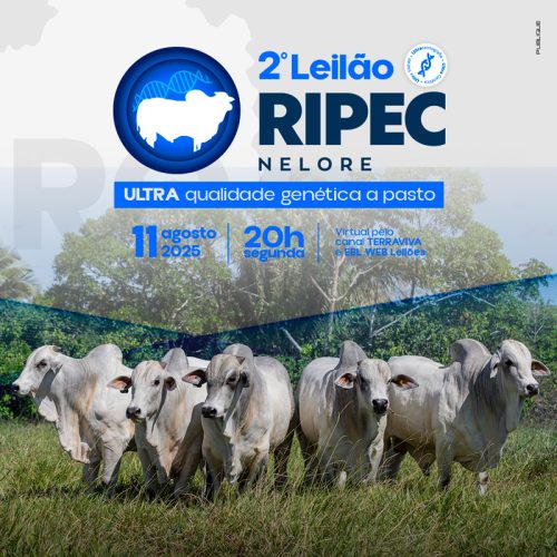 2-leilao-ripec-nelore